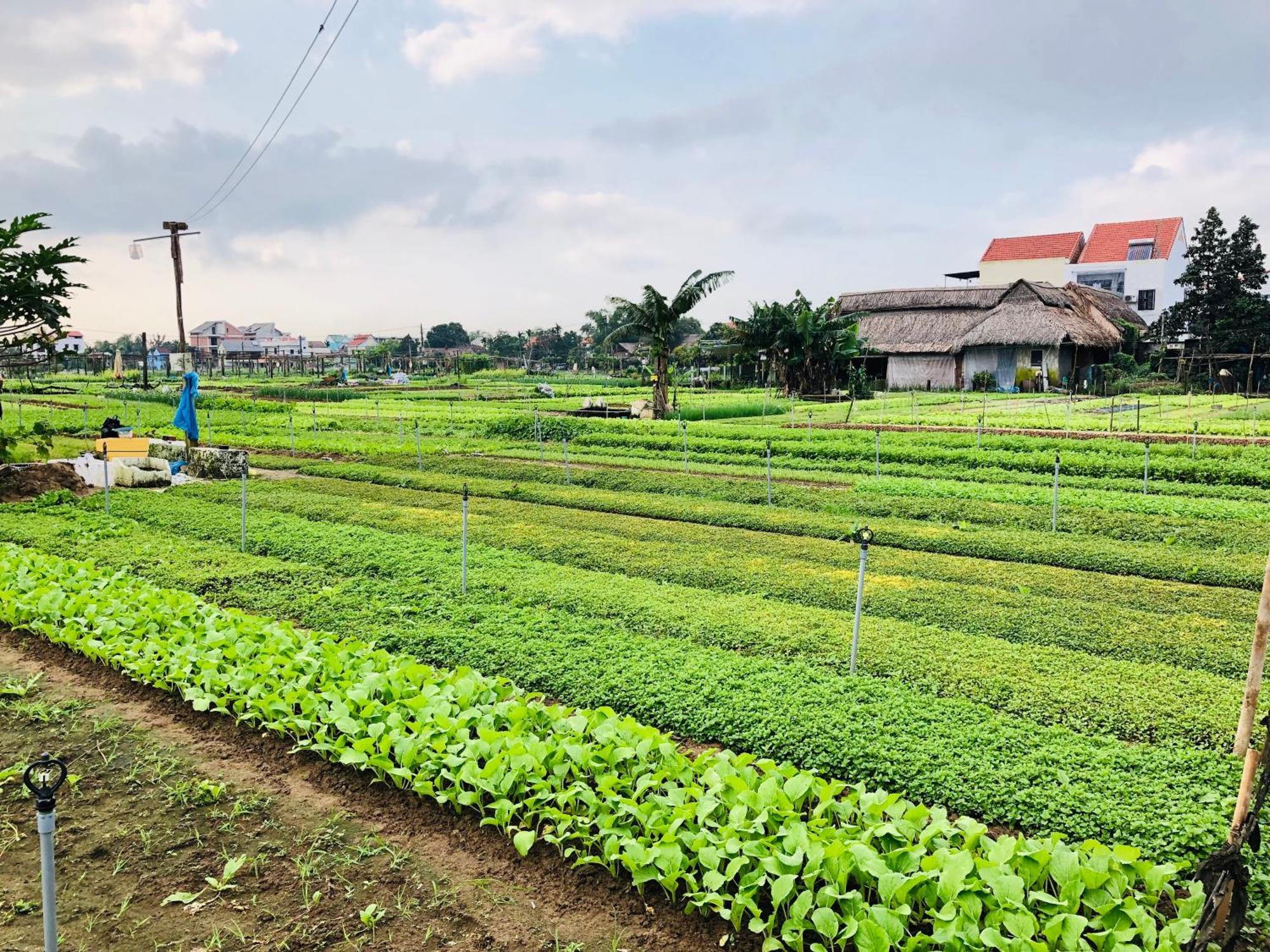 Snow Pearl Homestay Hội An Buitenkant foto